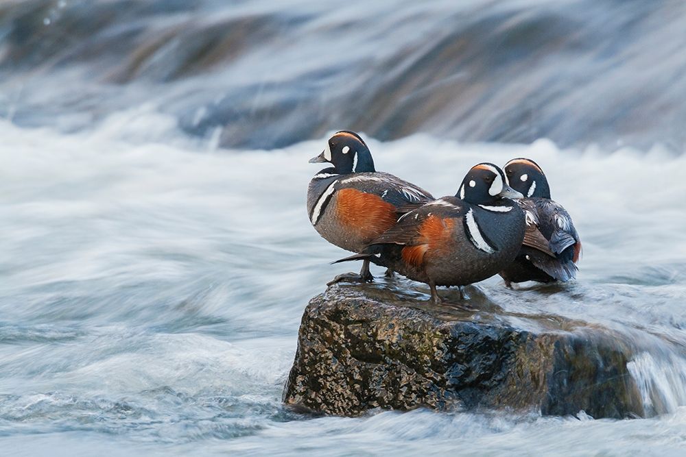 Harlequin Drakes resting in the rapids